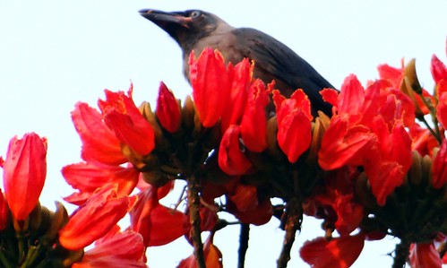 3point141 behala sahapore govtquaters westbengal kolkata calcutta india africantulip rudrapalash crow blackbird
