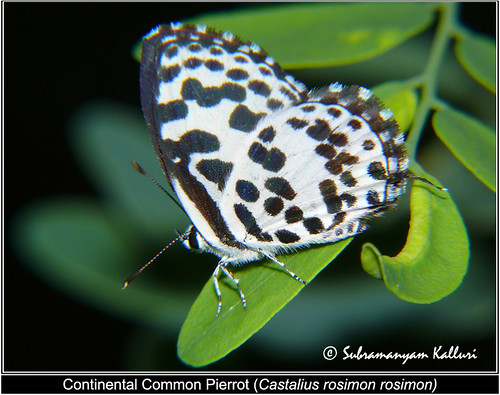 macro closeup butterfly wildlife butterflies insects pierrot flyinginsect lycaenidae insectindia butterfliesofindia butterfliesofasia butterfliesofandhrapradesh lepidopreta