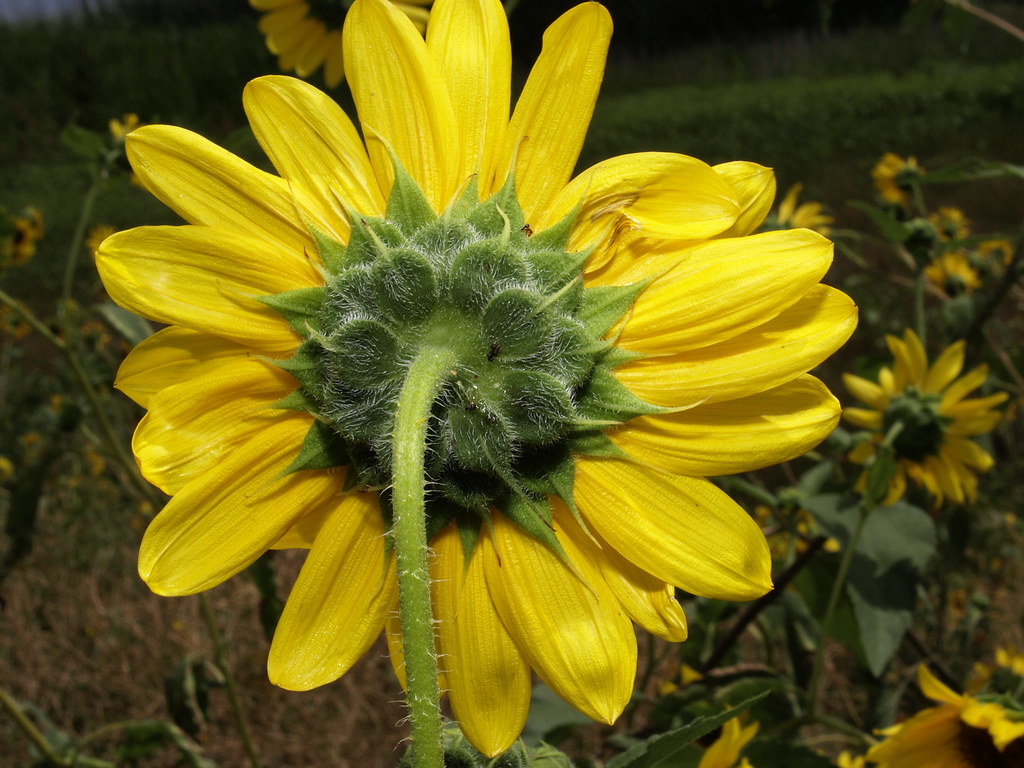 Sunflower at Woodland Lake, Friday August 21 2015