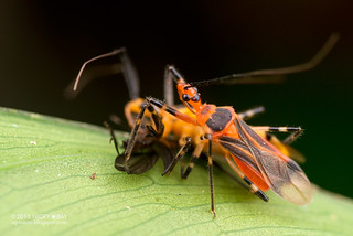 Assassin bugs (Repipta cf. nigronotata) - DSC_9815