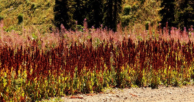 Fireweed and Curly Dock