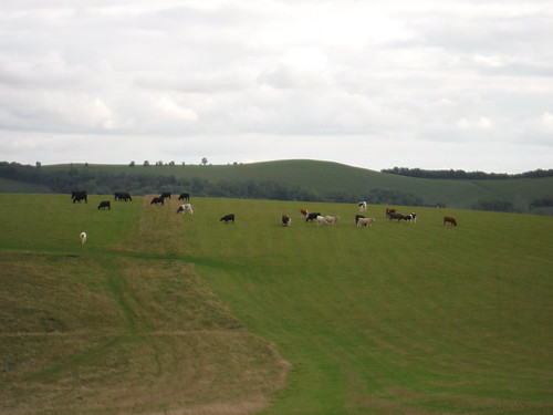 Cattle on White Sheet Hill SWC Walk 251 Tisbury Circular via Ludwell and Berwick St. John