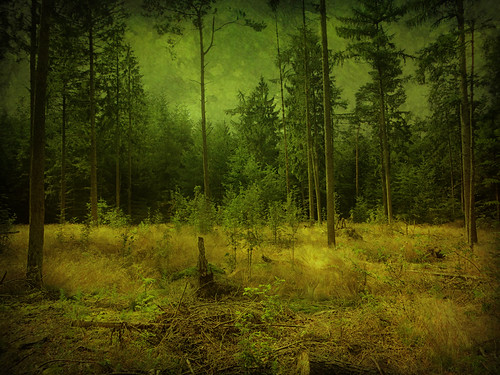 IMG_5496 Dutch woods by pinktigger, wood trees holland green nature netherlands dutch forest outdoor nederland drenthe gieten gasselte