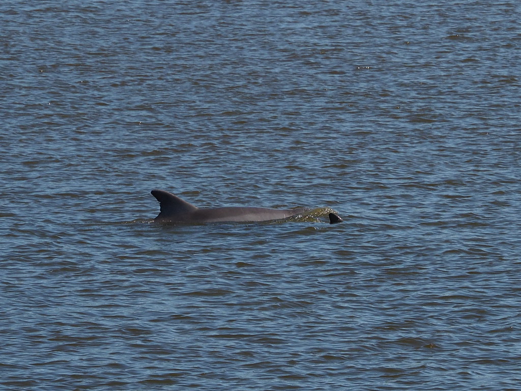 Dolphins | OLYMPUS DIGITAL CAMERA | carlinsc | Flickr