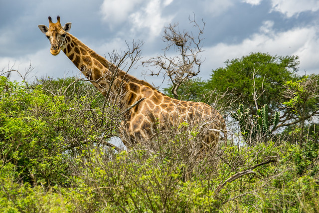 Giraffe im Murchison Falls National Park