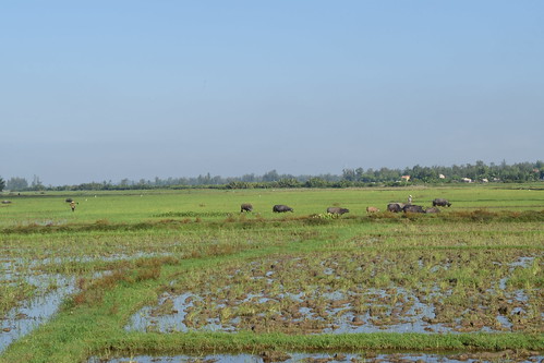 rice fields of an my