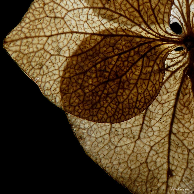 Dried hydrangea - Hortensia séchée