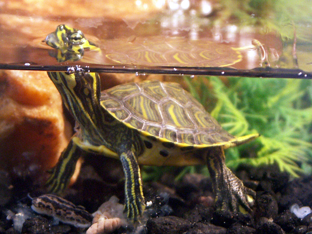 Водяная домашняя черепаха. Красноухая черепаха. Красноухая Пресноводная черепаха. Черепашка красноухая маленькая. Дикие красноухие черепахи.