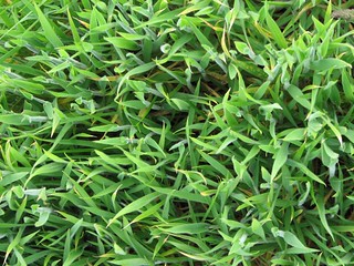 Cache Grass IMG_0349 | timmycee | Flickr