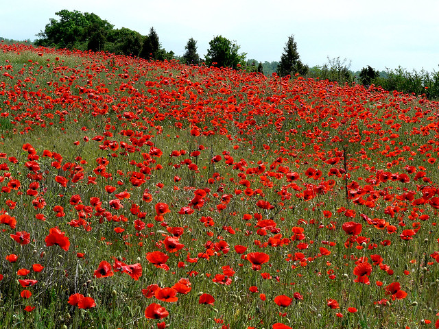 Crimea, poppy seed flower field