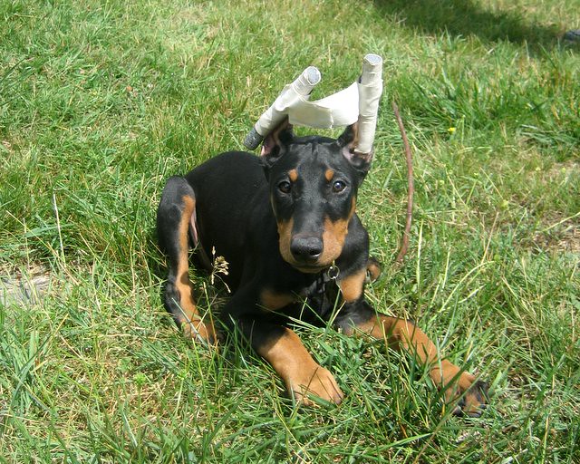 Doberman Pinscher Black w/Cropped Ears My Dog Figurine