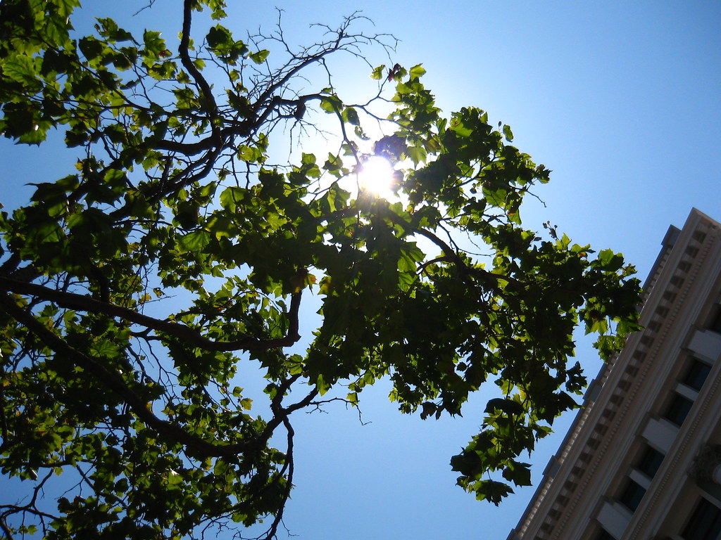 Light Through Leaves