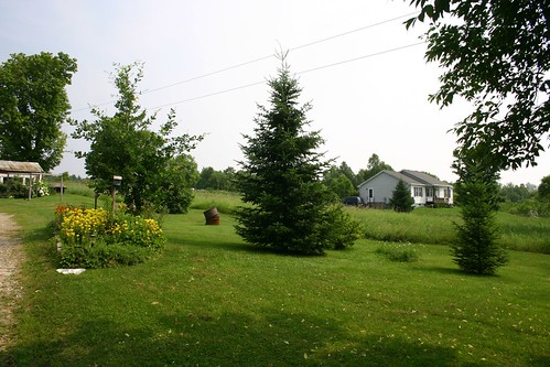 trees yard