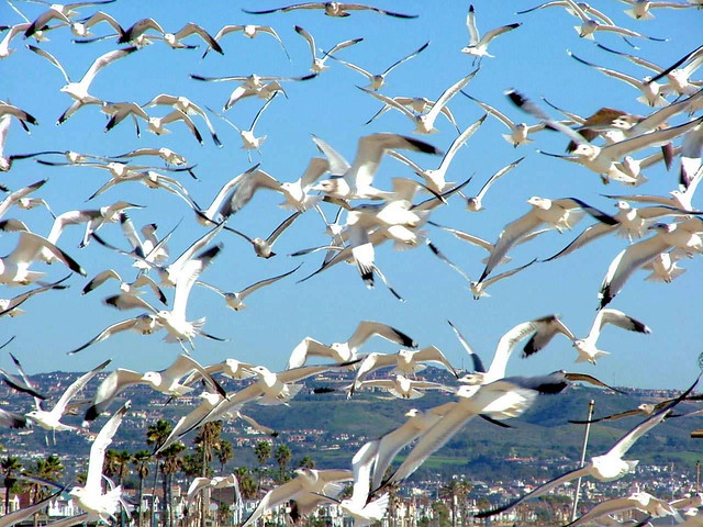Seagulls - Thousands of em - Newport Beach, Orange County - Dec 04