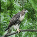 Flickr photo 'Morningside Red-Tail Fledgling' by: rbs10025.