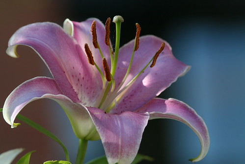 pink lily | by jodi_tripp