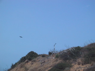 Torrey Pines State Reserve
