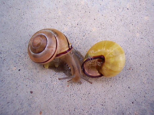 Snail In Shell 8-20-2006 065 | by Ariel A. Dawn