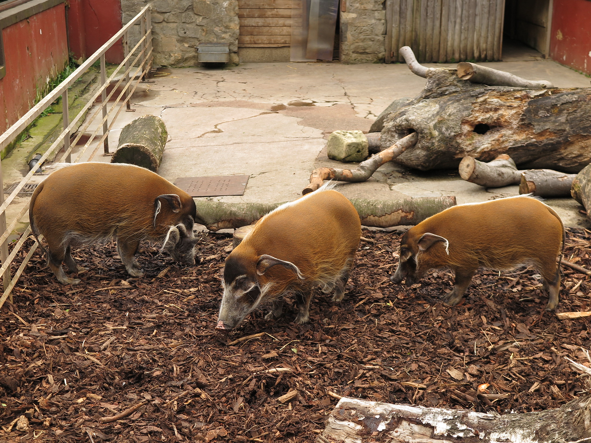 Zoo {Day 2} (Edinburgh)