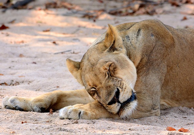Sleepy Lioness in South Luangwa valley, Zambia.