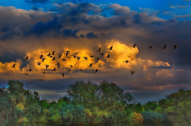 Flight of the wild geese