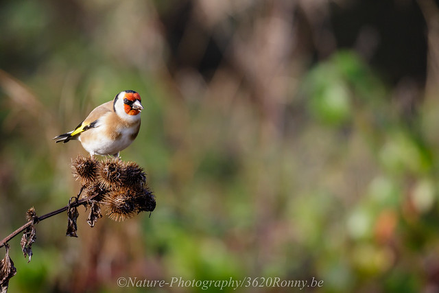 putter ( distelvink )  / goldfinch