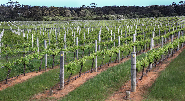 Margaret River, Western Australia - Wine Country