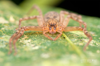 Huntsman spider (Thelcticopis sp.) - DSC_2497