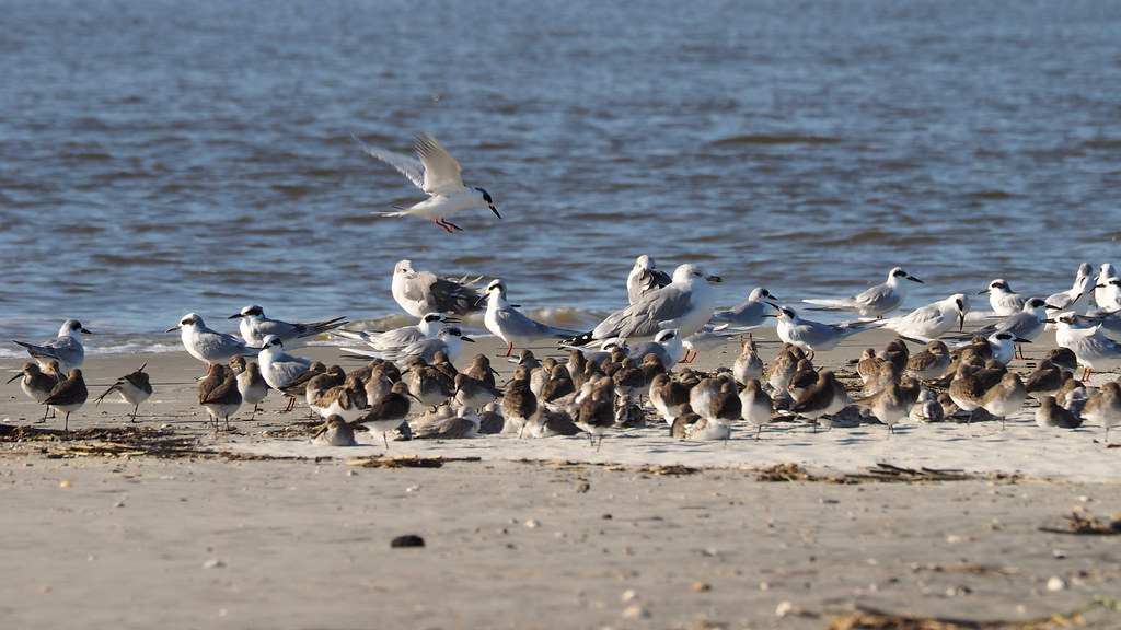 shorebird overload | OLYMPUS DIGITAL CAMERA | carlinsc | Flickr