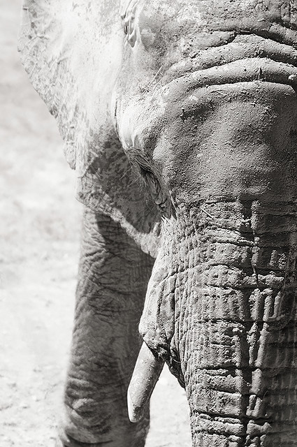 Loxodonta africana a. - African Bush Elephant
