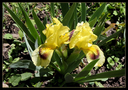 Floraison de nos iris barbus saison 2014 - Page 2 21196193316_6b6c17f782