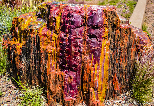 Petrified Color {Petrified Forest Natl Park]