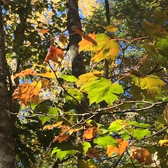 All colors living in harmony :blush::fallen_leaf::maple_leaf:#maine #autumn #foliage