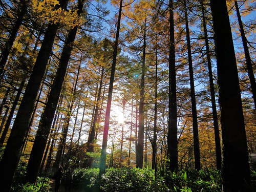 上高地 nature landscape plant tree forest autum fall sun sunshine sunray grass japanese japan