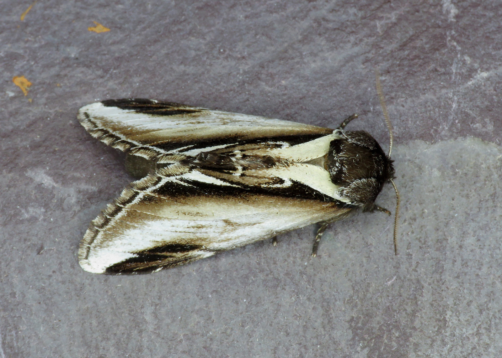 71.018 Lesser Swallow Prominent - Pheosia gnoma