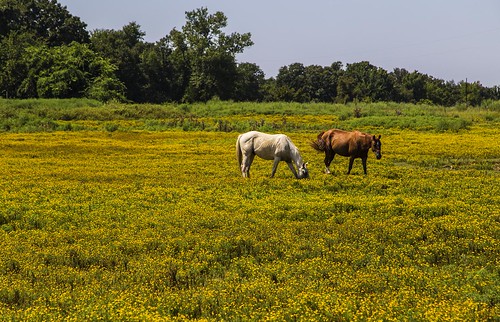 flowers horses plants oklahoma field animals yellow landscape pasture