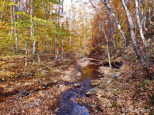 spotsylvaniacounty virginia va usa forest woodland woods autumn fallcolors creek landscape