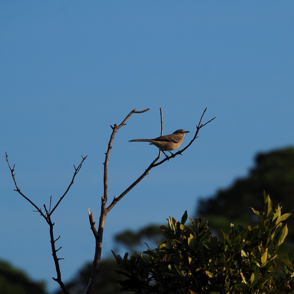 mockingbird | OLYMPUS DIGITAL CAMERA | carlinsc | Flickr