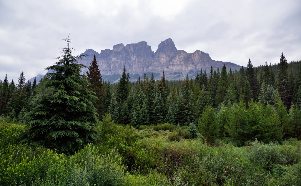A Setting of Evergreen Trees (Banff National Park)