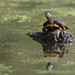 Flickr photo 'Eastern Painted Turtle, Chrysemys picta picta (Schneider, 1783)' by: Misenus1.