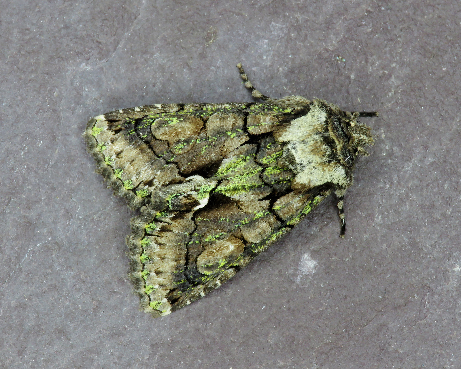 73.068 Green-brindled Crescent - Allophyes oxyacanthae