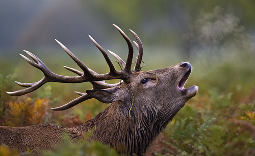 Red Deer | by Nigel Hodson