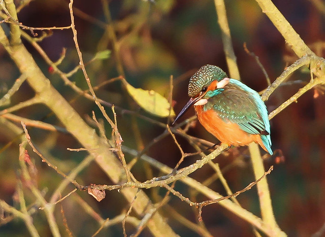 Kingfisher Male (Alcedo atthis) 009-1