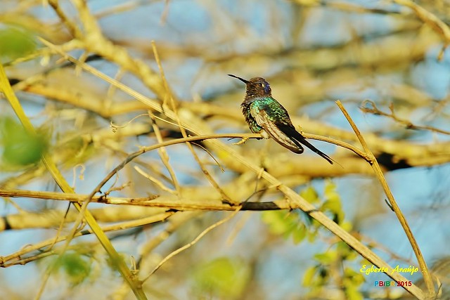 Aves na Terra Seca: Beija-flo-tesoura (Eupetomena macroura)