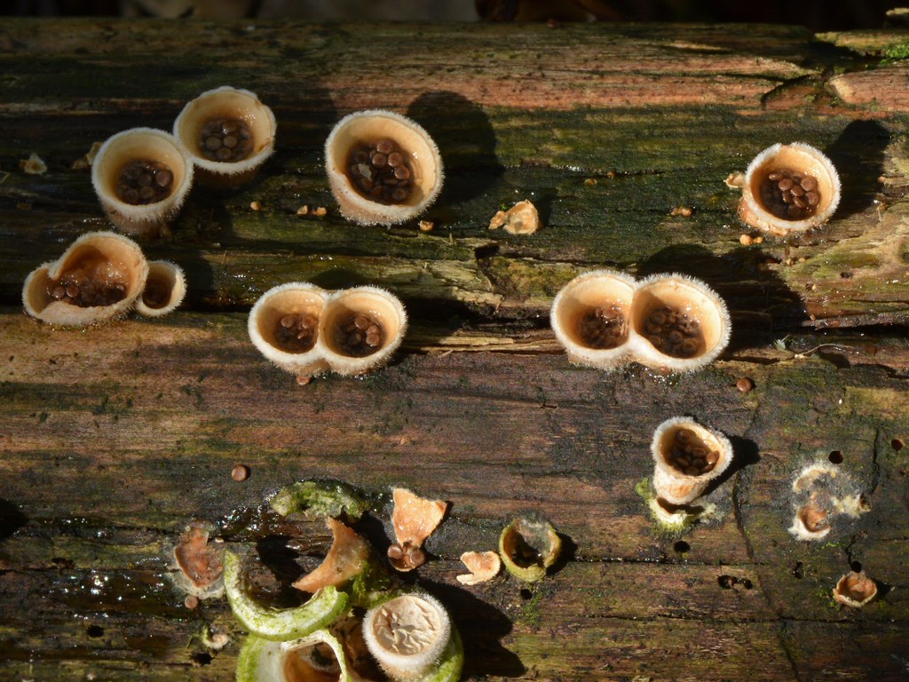 Troop of little Bird's Nest Fungi in the Nidulariaceae family in the Oregon woods