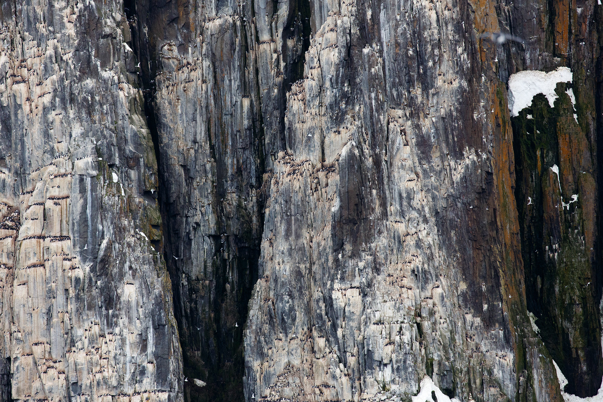 Bird cliff - Svalbard