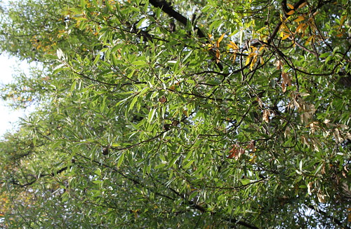 Quercus libani - chêne du Liban 21948406089_f95c493a3c