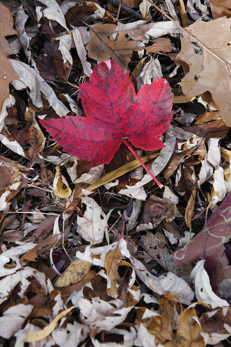 Red Canadian Maple | by Stevesclick