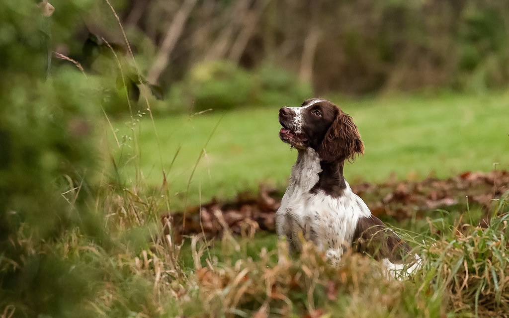 Our youngest Springer Annie starting  trials training at 6 months