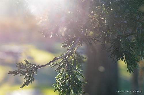 camera winter sunset sun ny cold macro fall colors beautiful pinetree outside outdoors amazing nikon branch bokeh sunny upstate upstateny flare cropped nikkor thatcher treebranch sunflare johnboyd nikkorlens thatcherpark sooc nikond7000 mnicolephotography